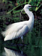 Egretta garzetta