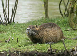 Myocastor coypus