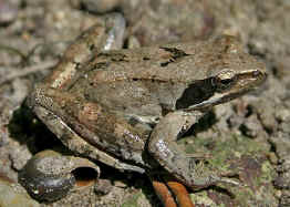 Rana latastei