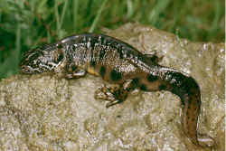 Triturus carnifex