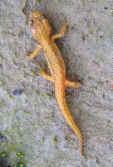 Triturus vulgaris